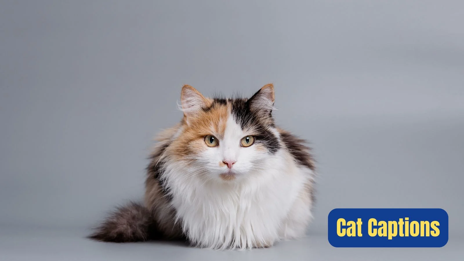 Read more about the article 251 Stylish and Sassy Cat Captions for Every Mood 2025