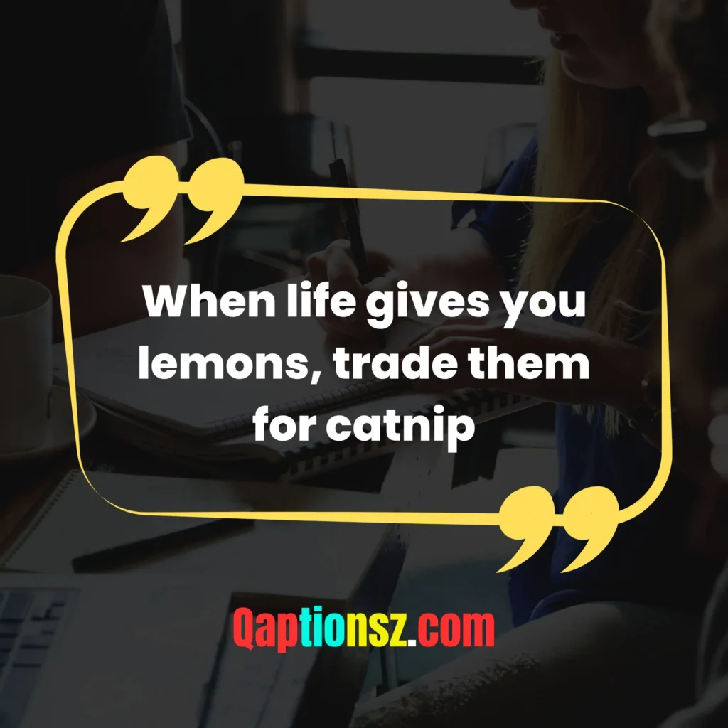 Funny Cat Captions