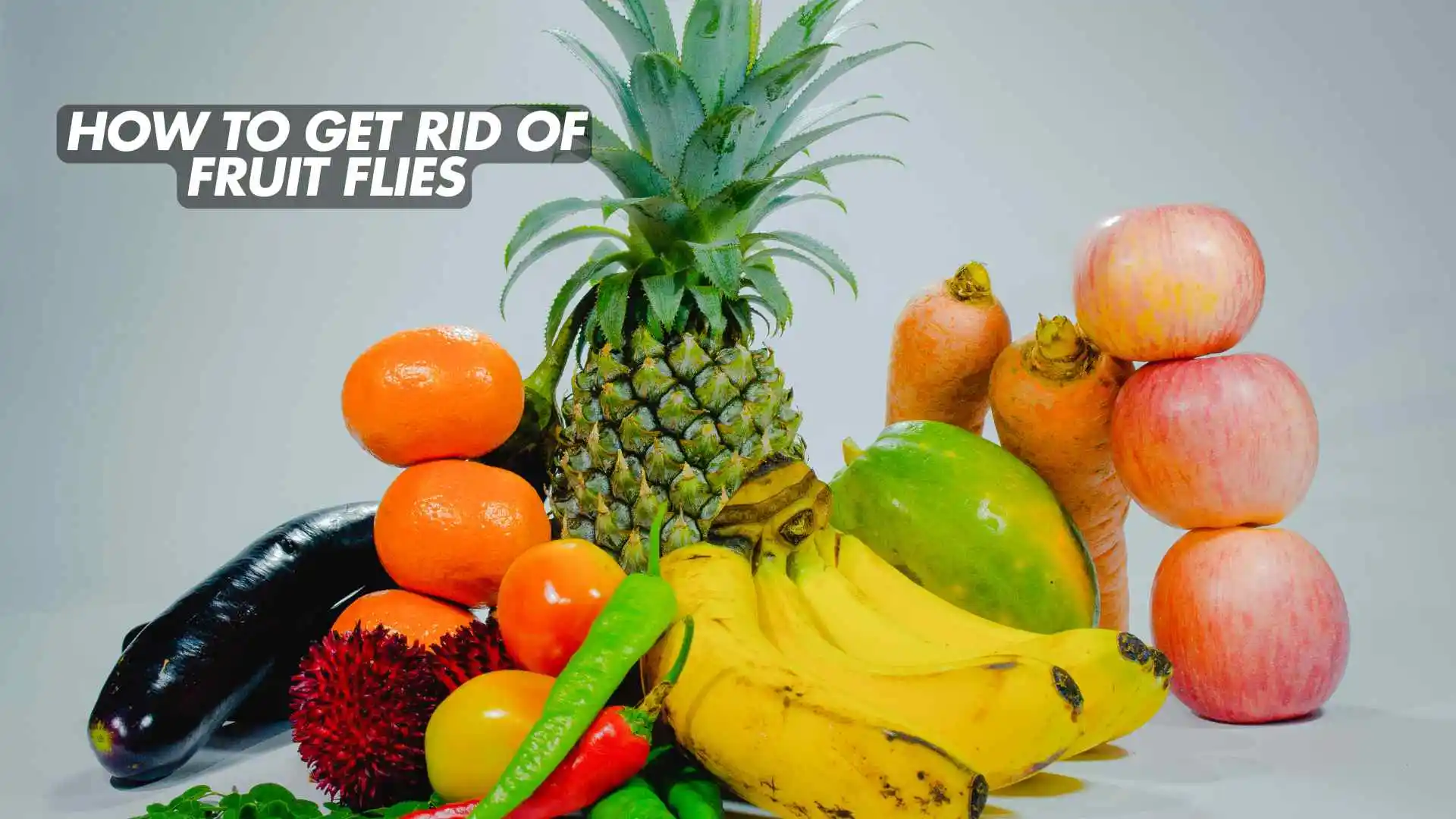 You are currently viewing How to Get Rid of Fruit Flies: The Complete 2025 Guide