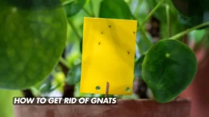 Read more about the article How to Get Rid of Gnats: The Complete 2025 Guide