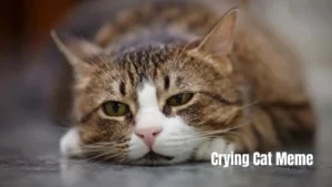 Read more about the article Crying Cat Meme 2026| The Internet’s Most Relatable Feline Sensation